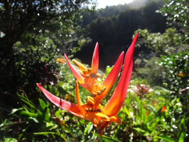 The blooms of Heliconia psittacorum