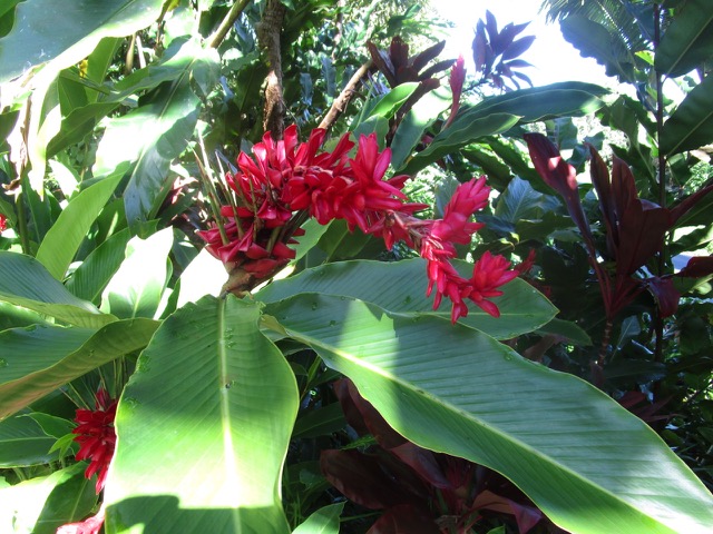 display of red bracts is from red ginger