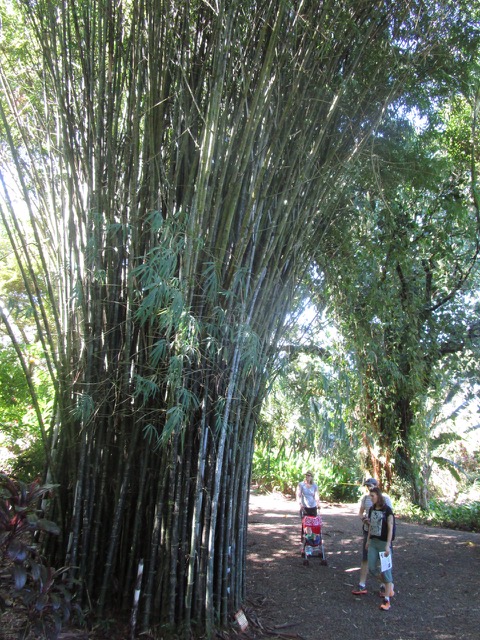 Bamboo