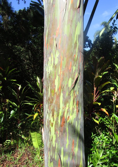 rainbow eucalyptus tree