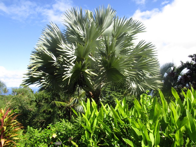 Bismarck palm