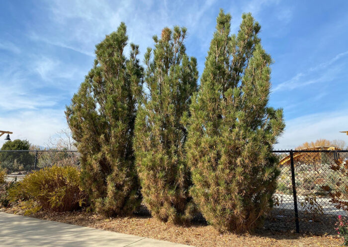 narrow conifers