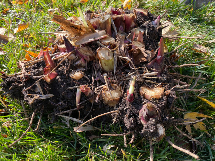 canna rhizomes