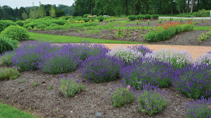 Ground trials are the answer to better plants. To truly know how a plant will perform over time, you need to test it in a garden for several years. Trial gardens like this one at the Chicago Botanic Garden put groups of plants to the test for years.