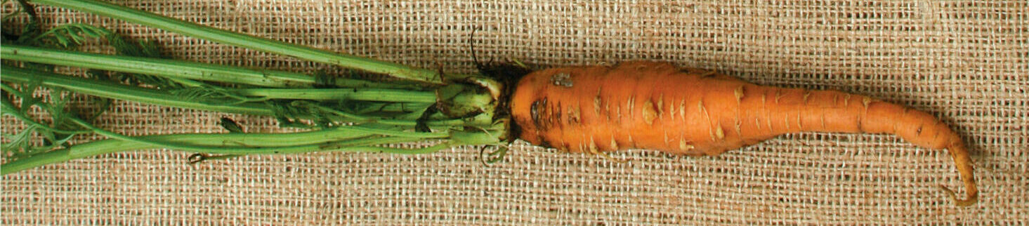 danvers carrot