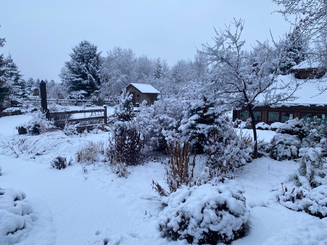 december garden covered in snow