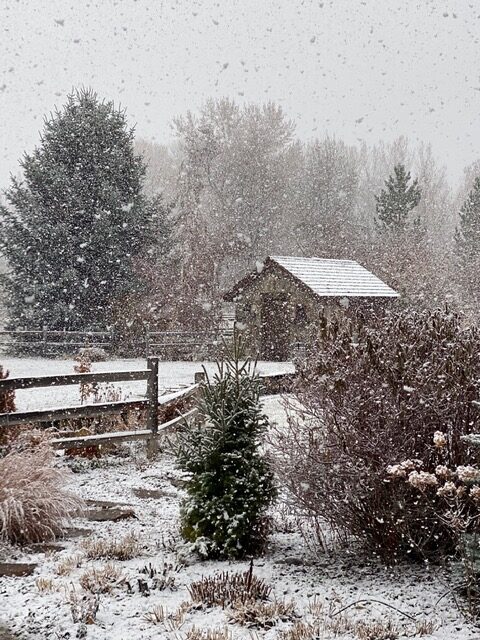 snowfall in the garden