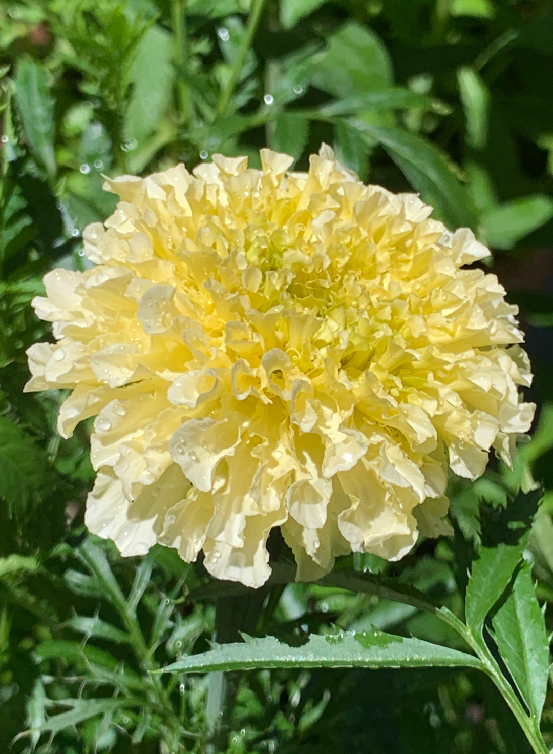 'Kilimanjaro White' marigold