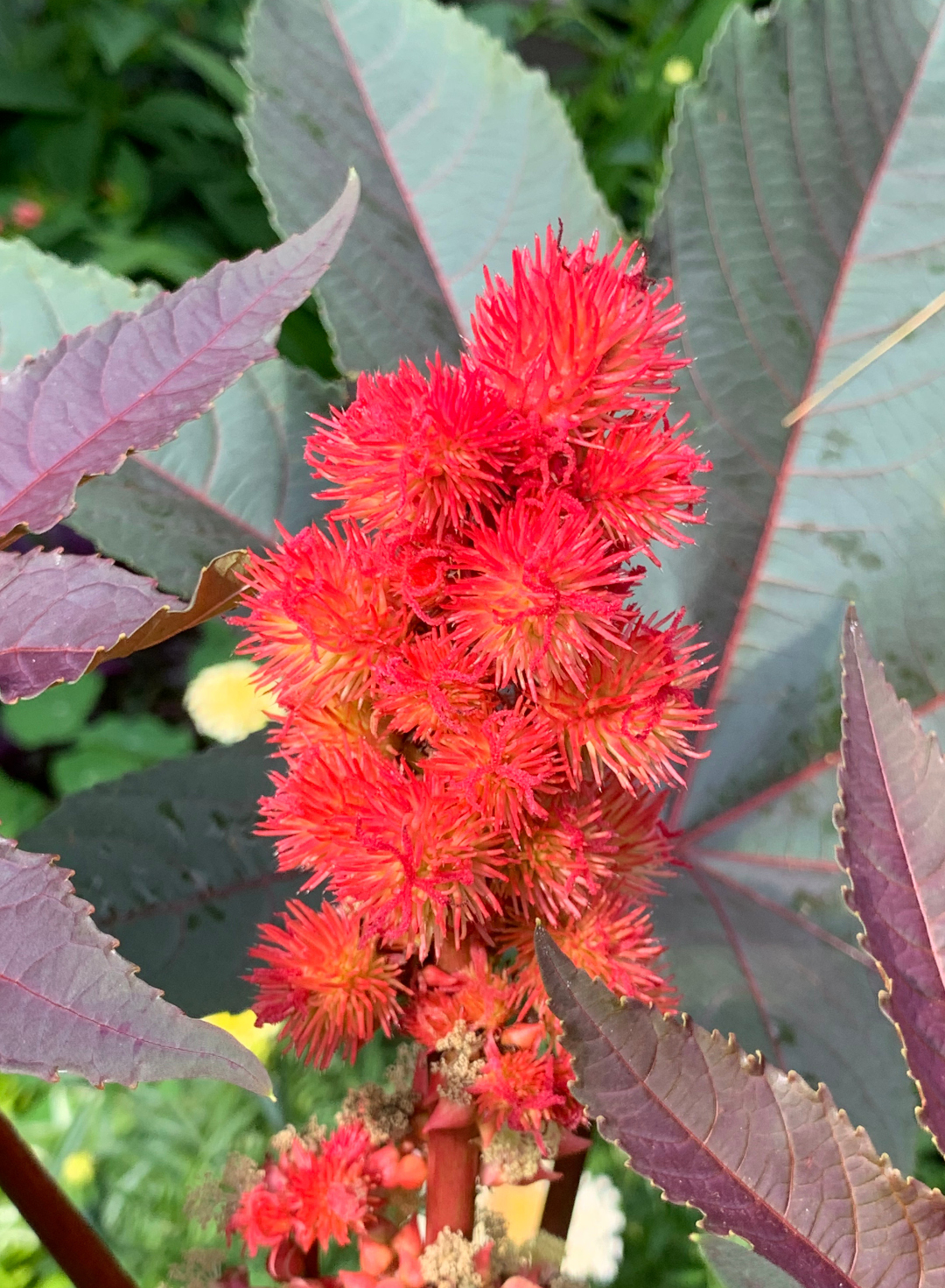 'Carmencita’ red caster bean