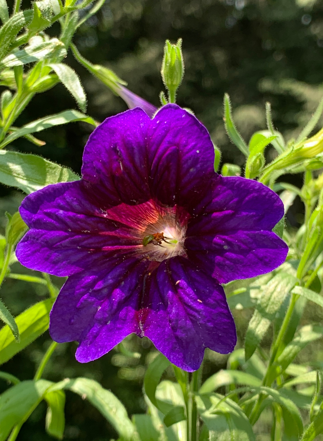 ‘Kew Blue’ salpiglossis