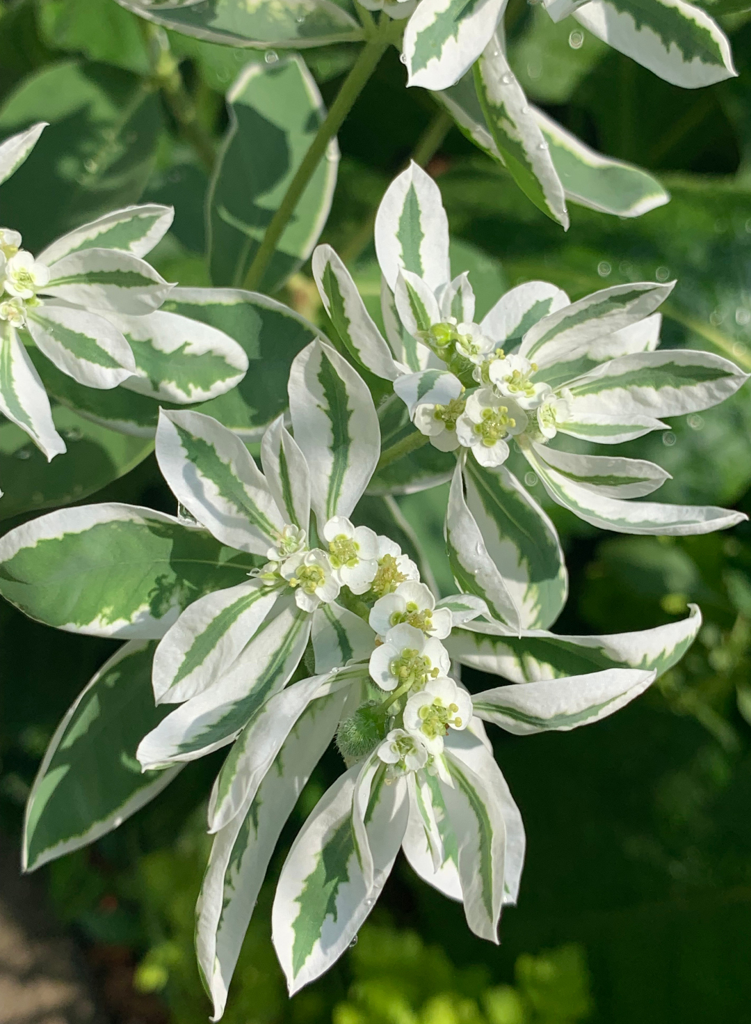 Snow-on-the-mountain flower