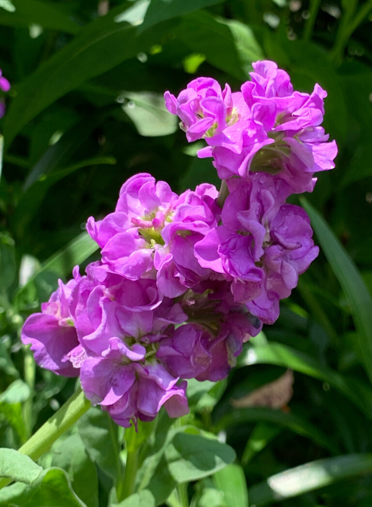 Hugh’s Celebration of Annuals From Seed, Part 2 - Fine Gardening