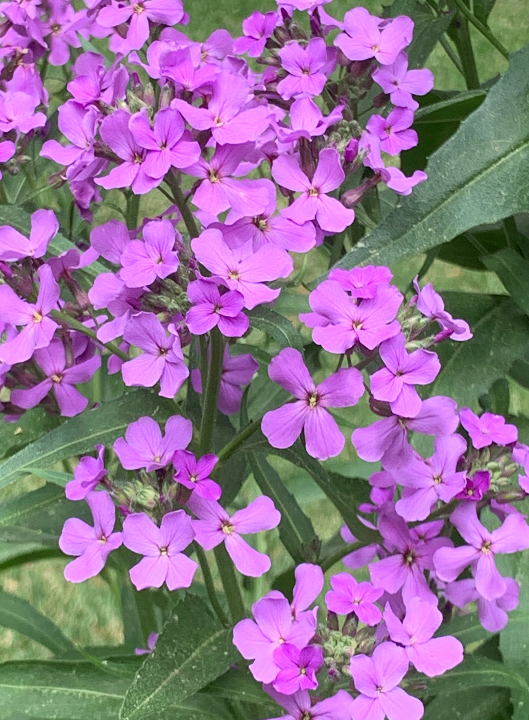 ‘Violet’ sweet rocket