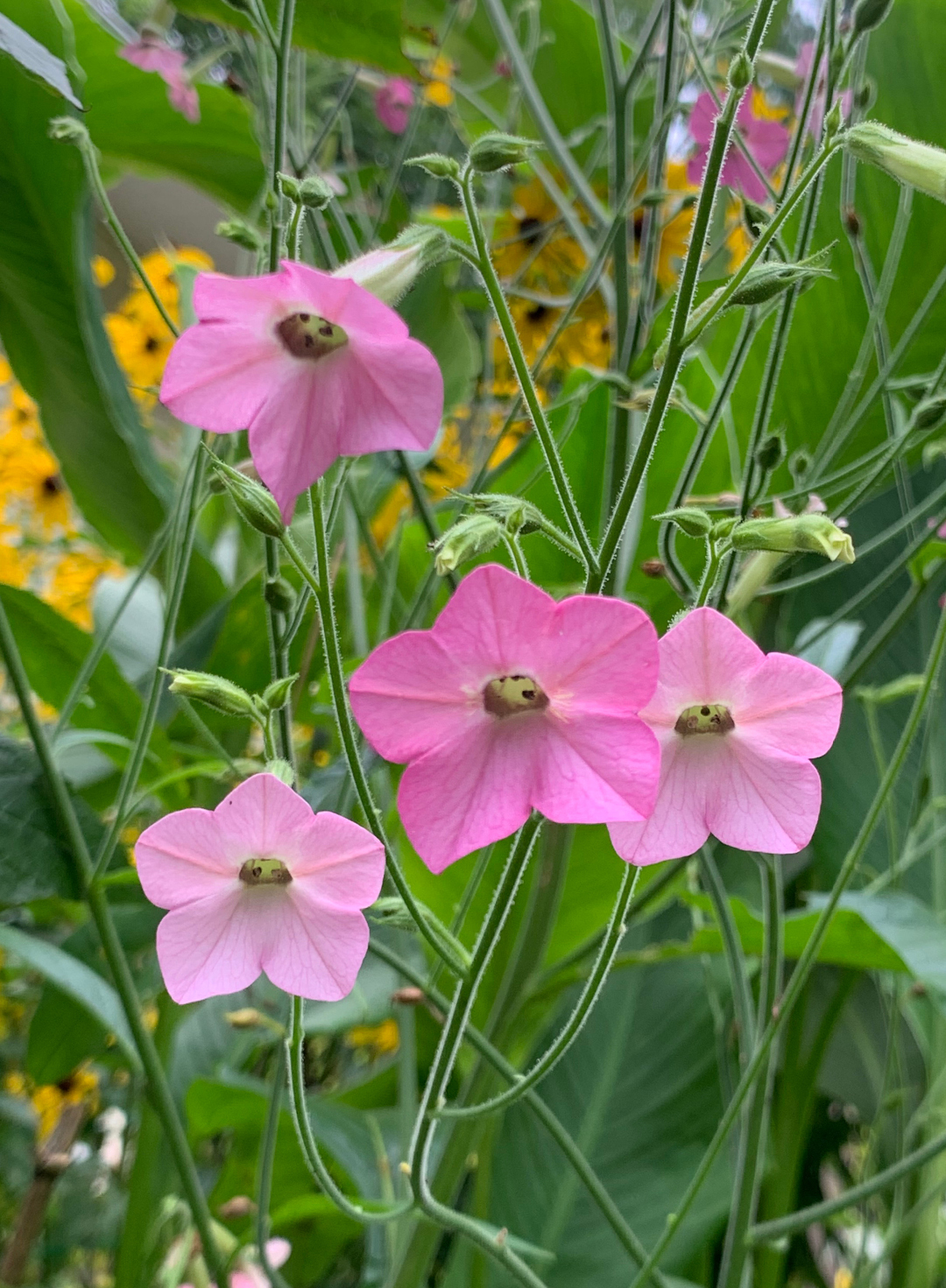 ‘Whisper Rose Shades’ tobacco