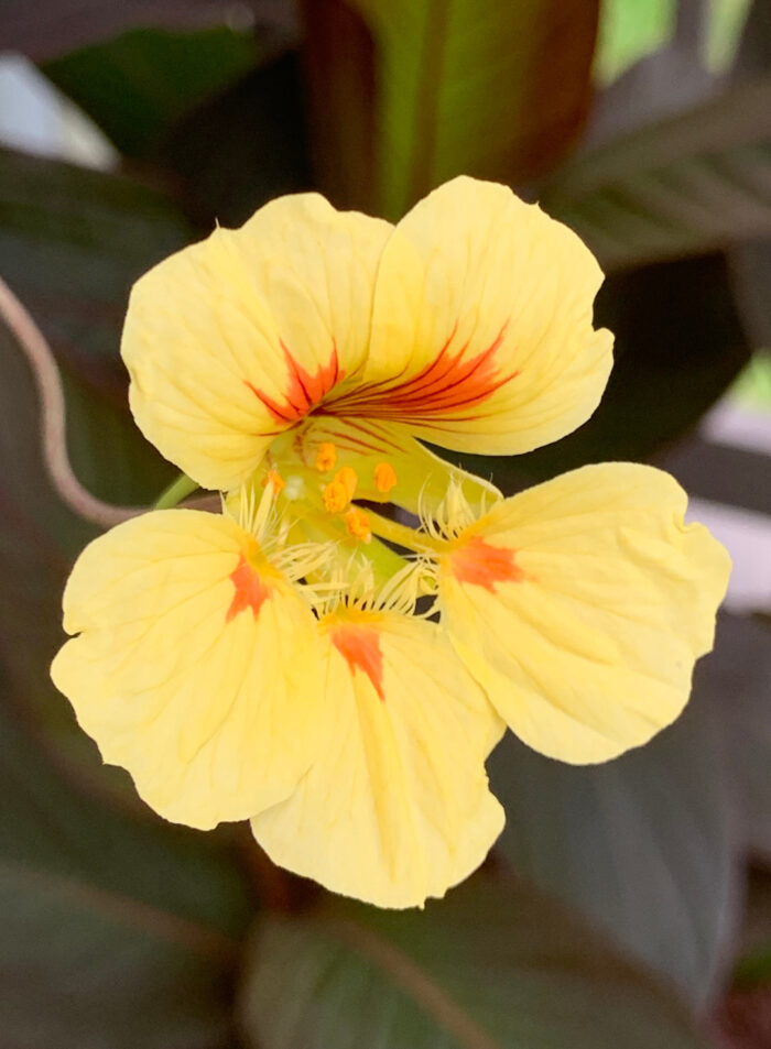 trailing nasturtium