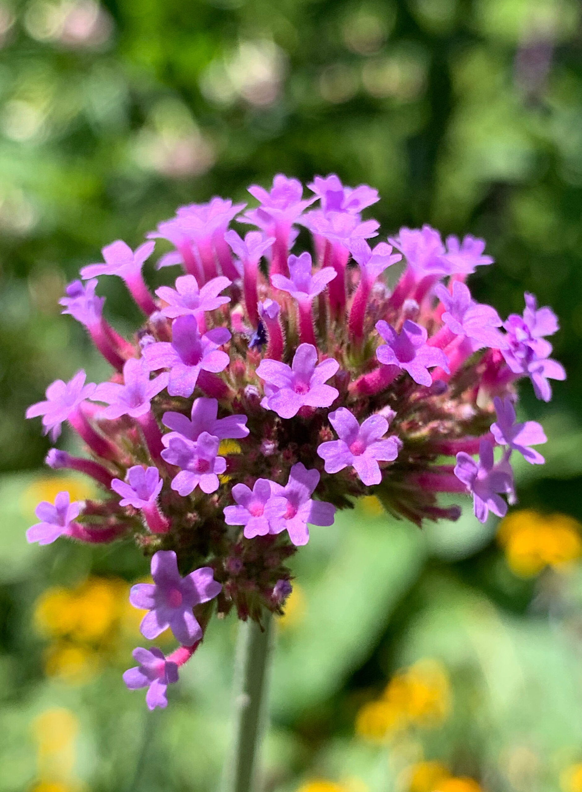 Verbena bonariensis