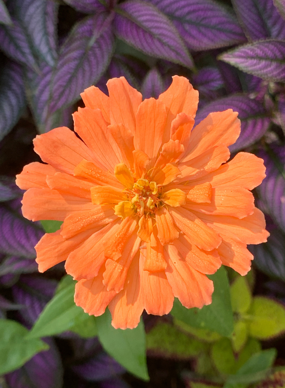 humble zinnia