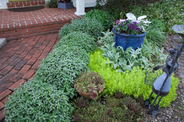 Dark hens-and-chicks (Sempervivum, Zone 4 – 9), gold sedum (Sedum rupestre ‘Angelina’, Zone 5 – 8), lamb’s ear (Stachys byzantina, Zone 4 – 9) 