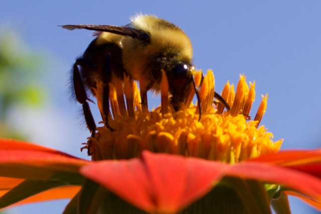 Bumblebee on Mexican sunflower