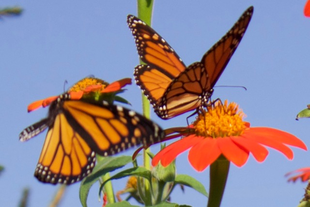 monarch butterflies visiting the Mexican sunflower