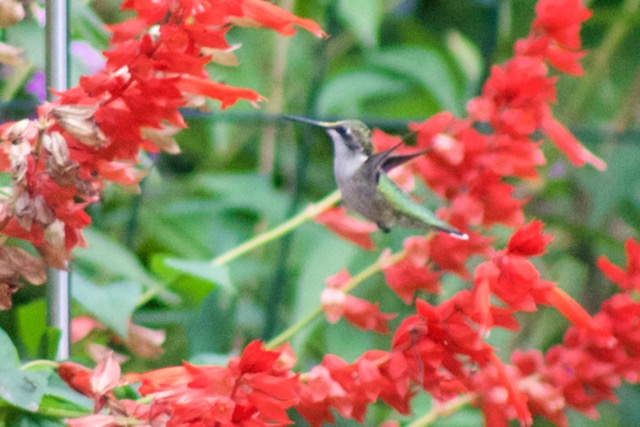 red salvia