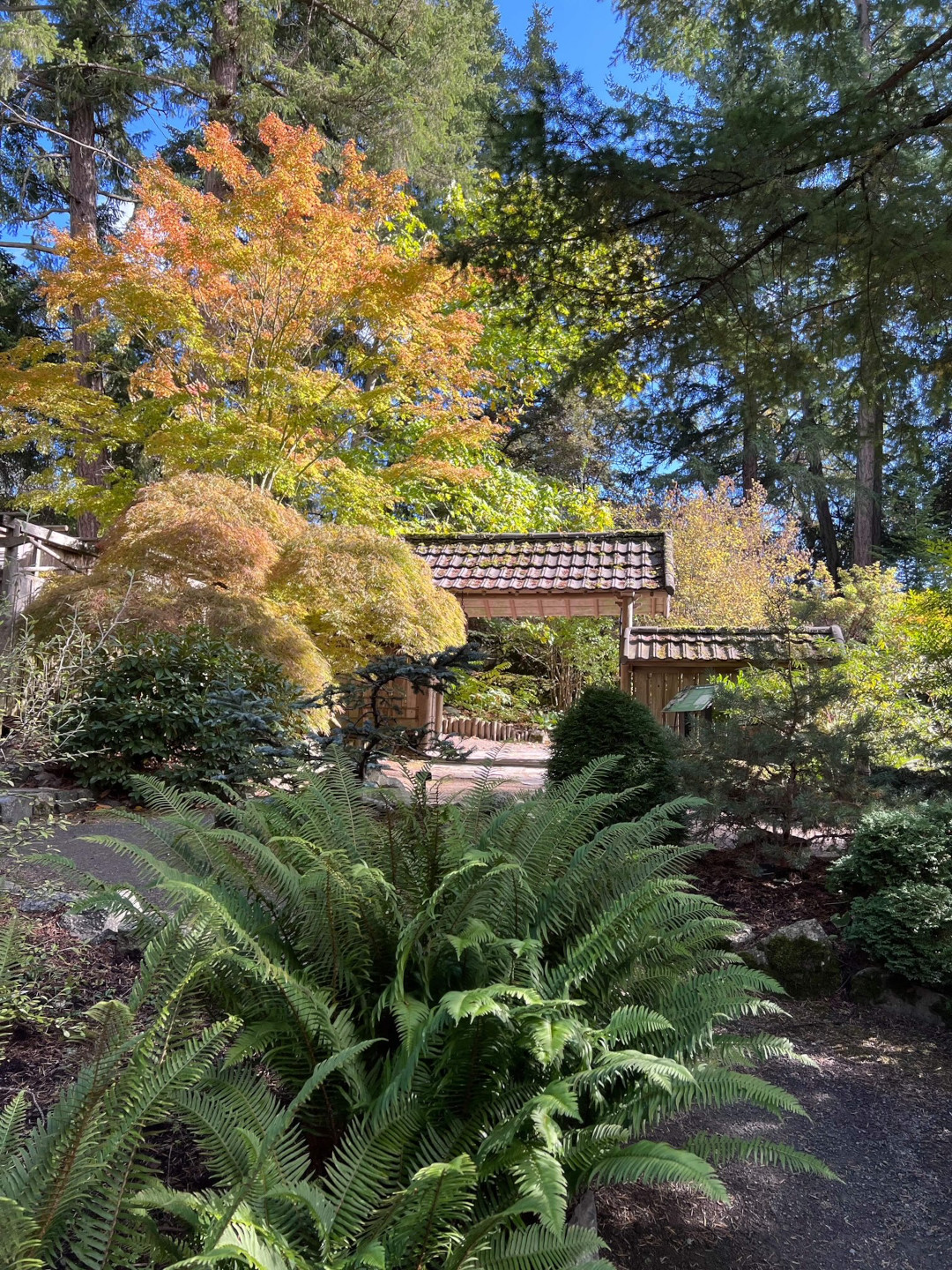 garden in the fall