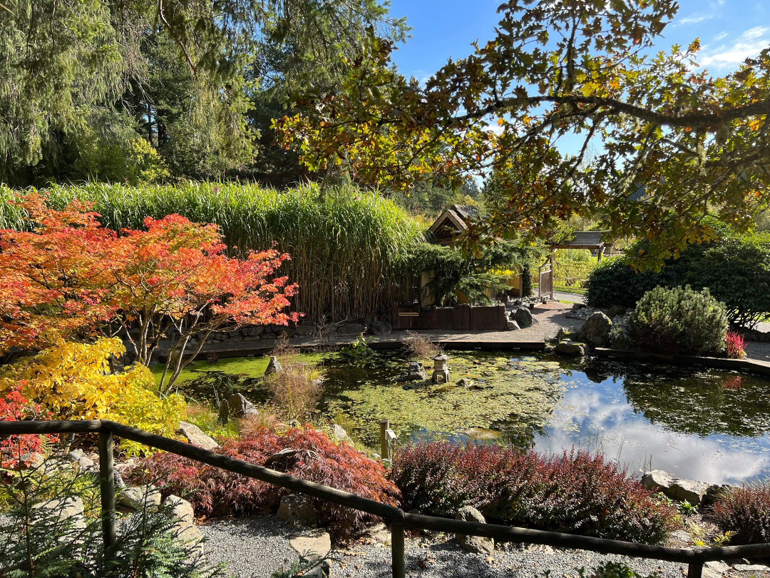 Japanese garden with water feature