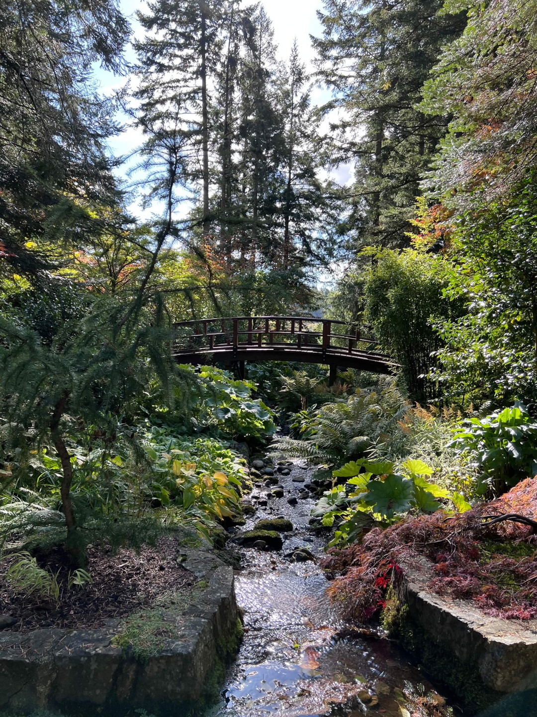 flowing water to the bridge and towering trees beyond