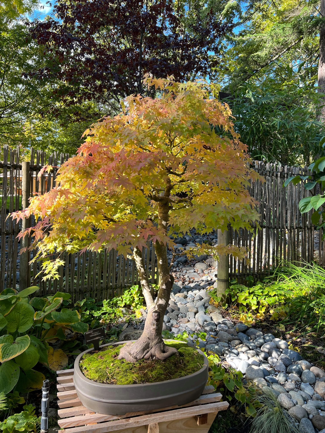 Japanese maple