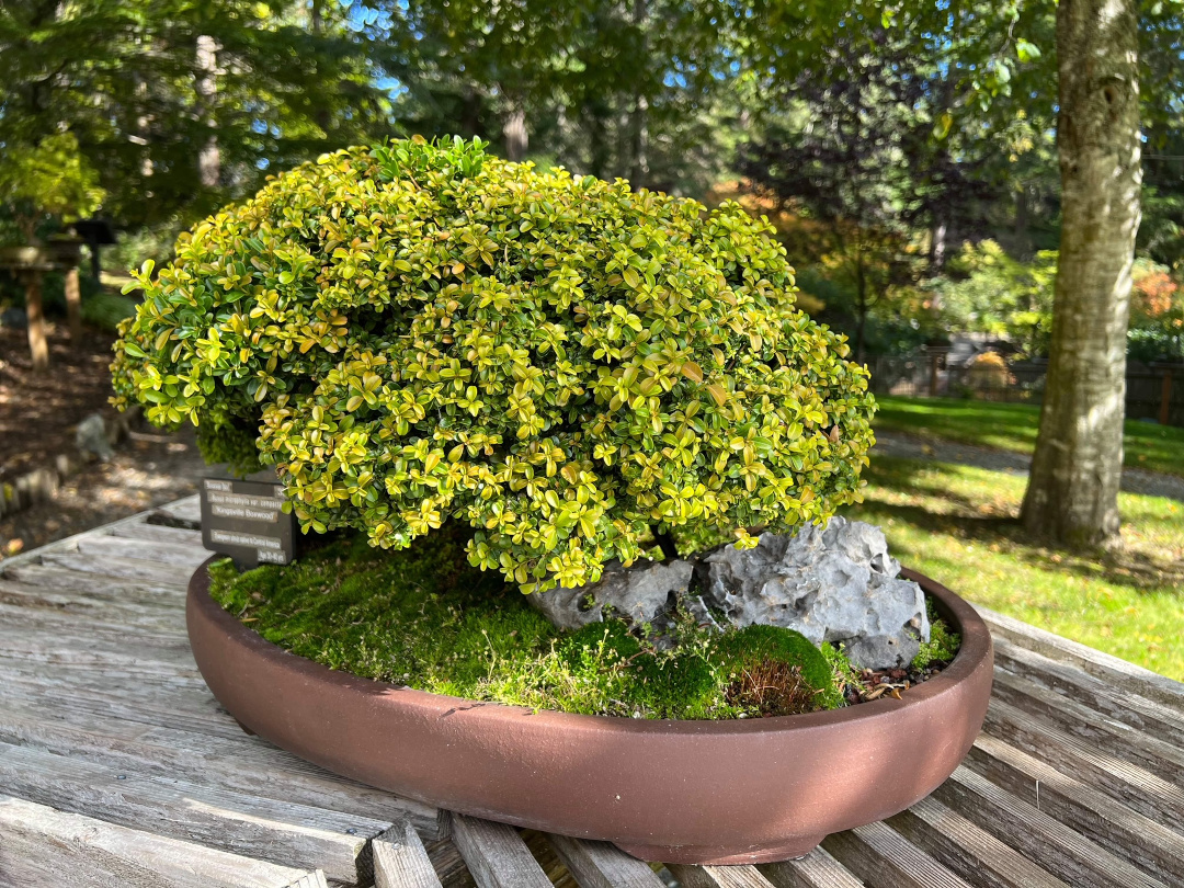 boxwood