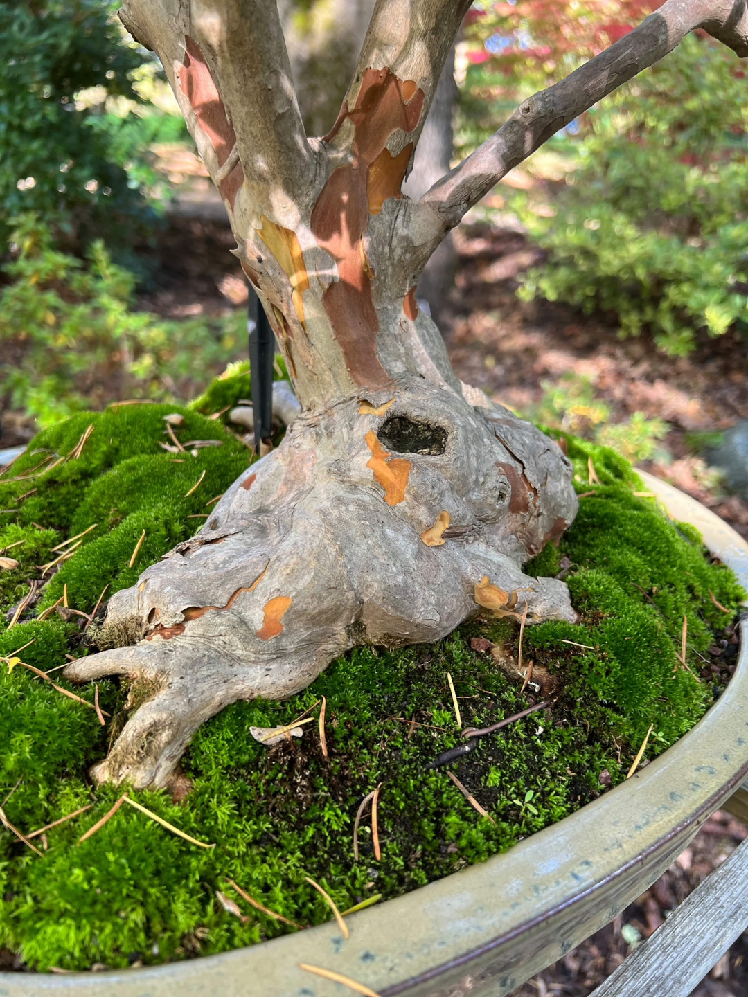 crepe myrtle bonsai