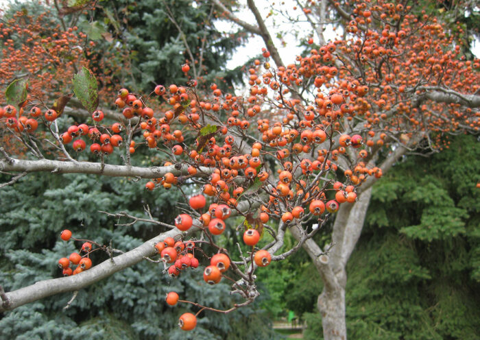 colorful winter fruit