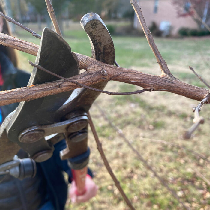 pruning crape myrtles