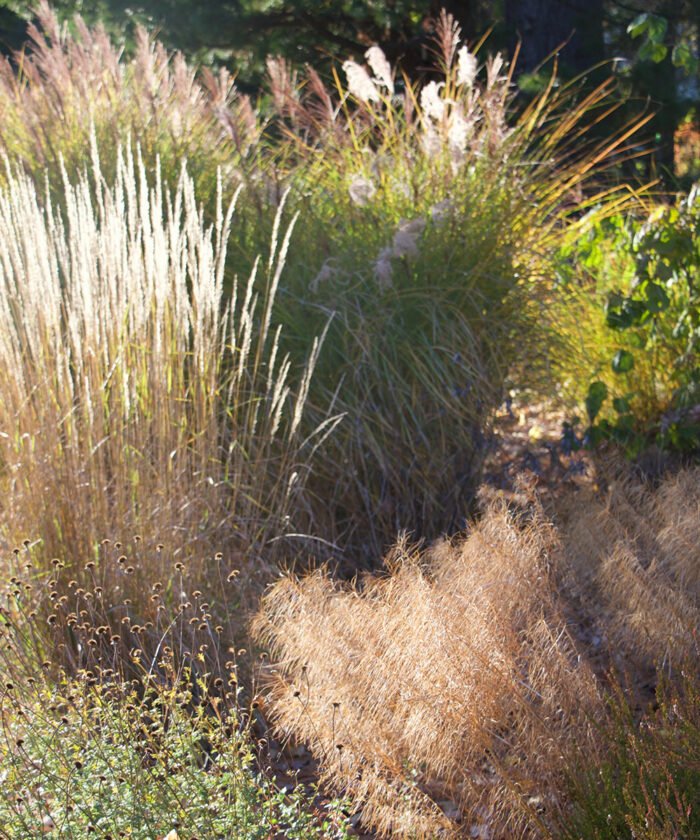 easy-care grasses