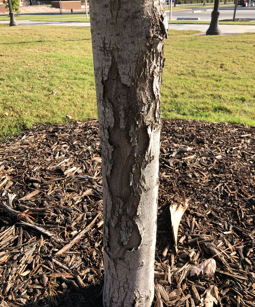 Tree bark can split from cold temperatures following excessive sun and heat