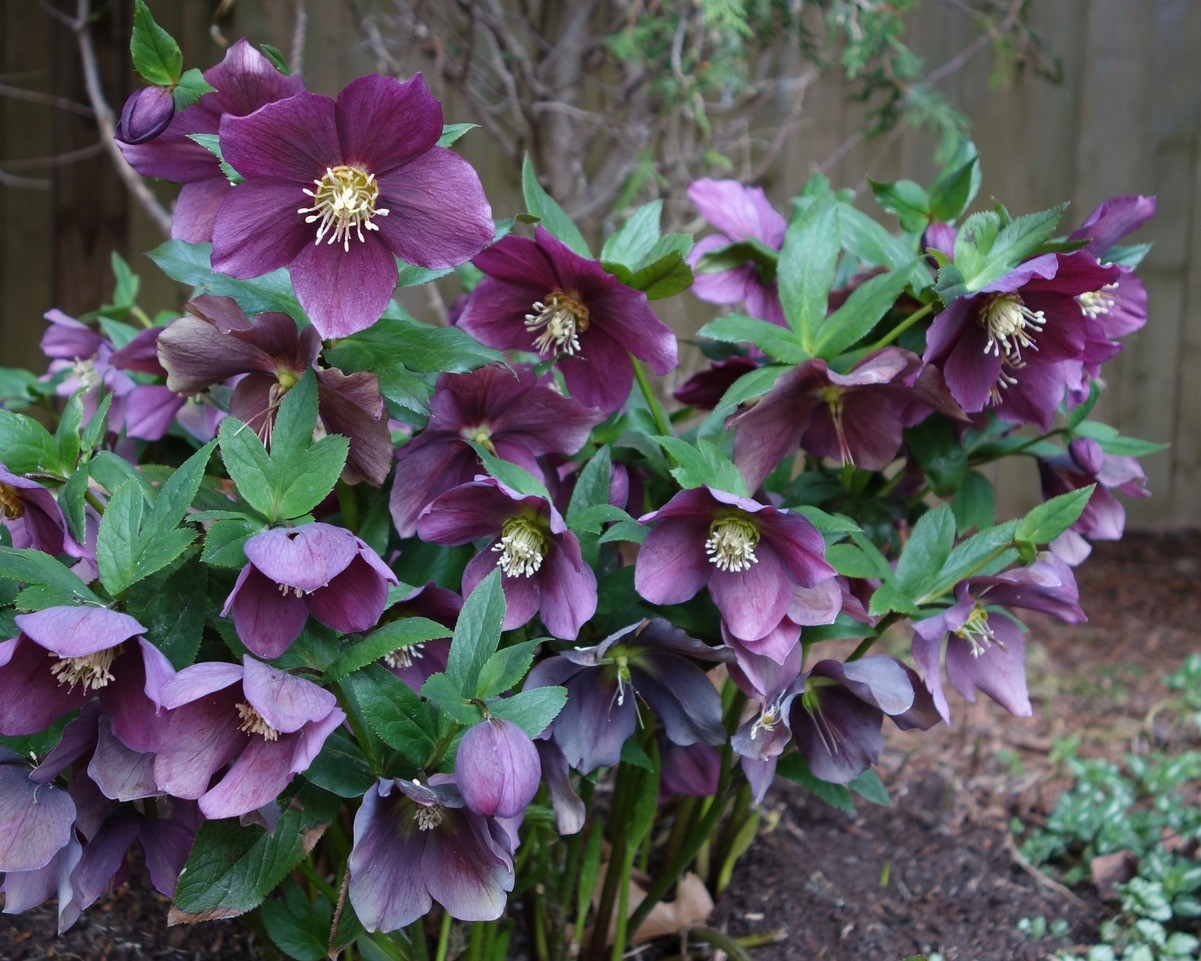 Helleborus