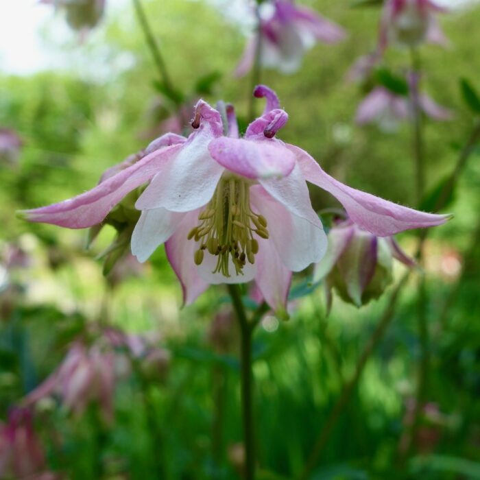 Self-seeding columbine