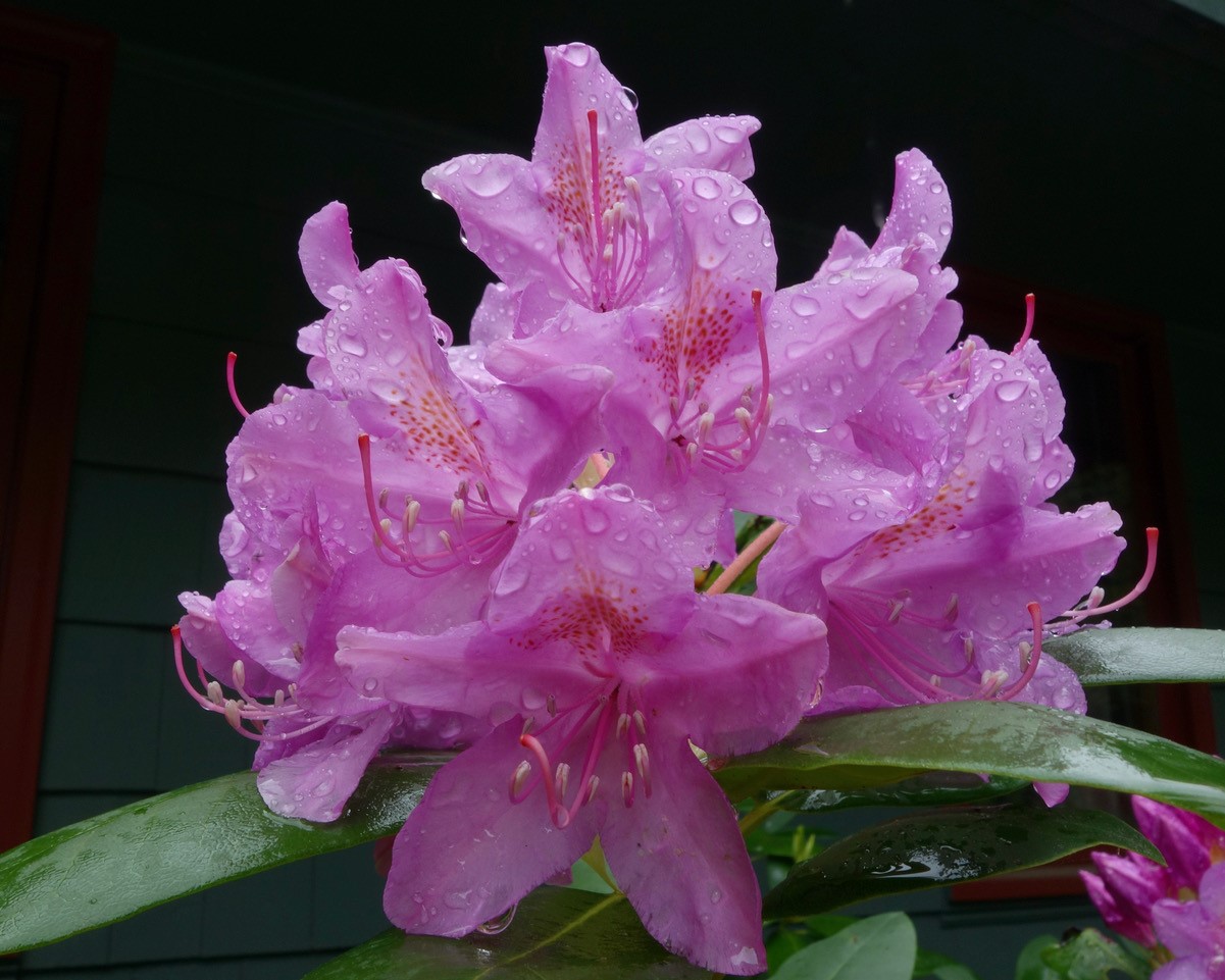 Rhododendron