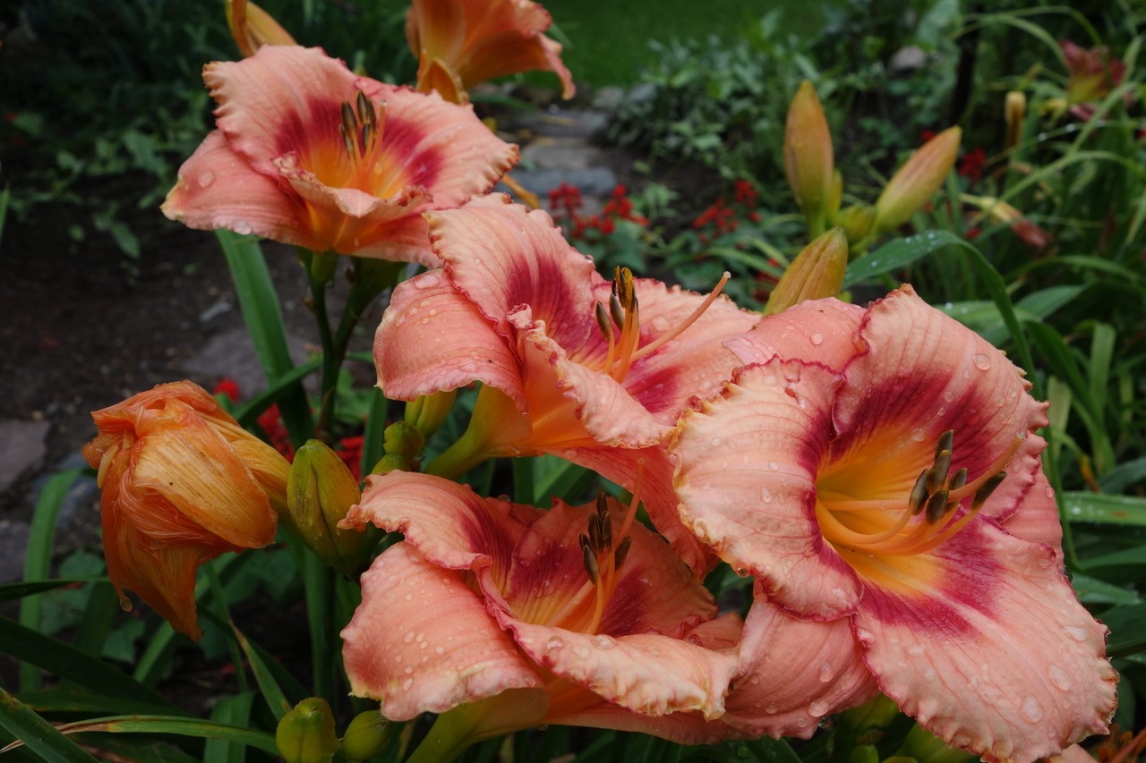 Daylily ‘Strawberry Candy’