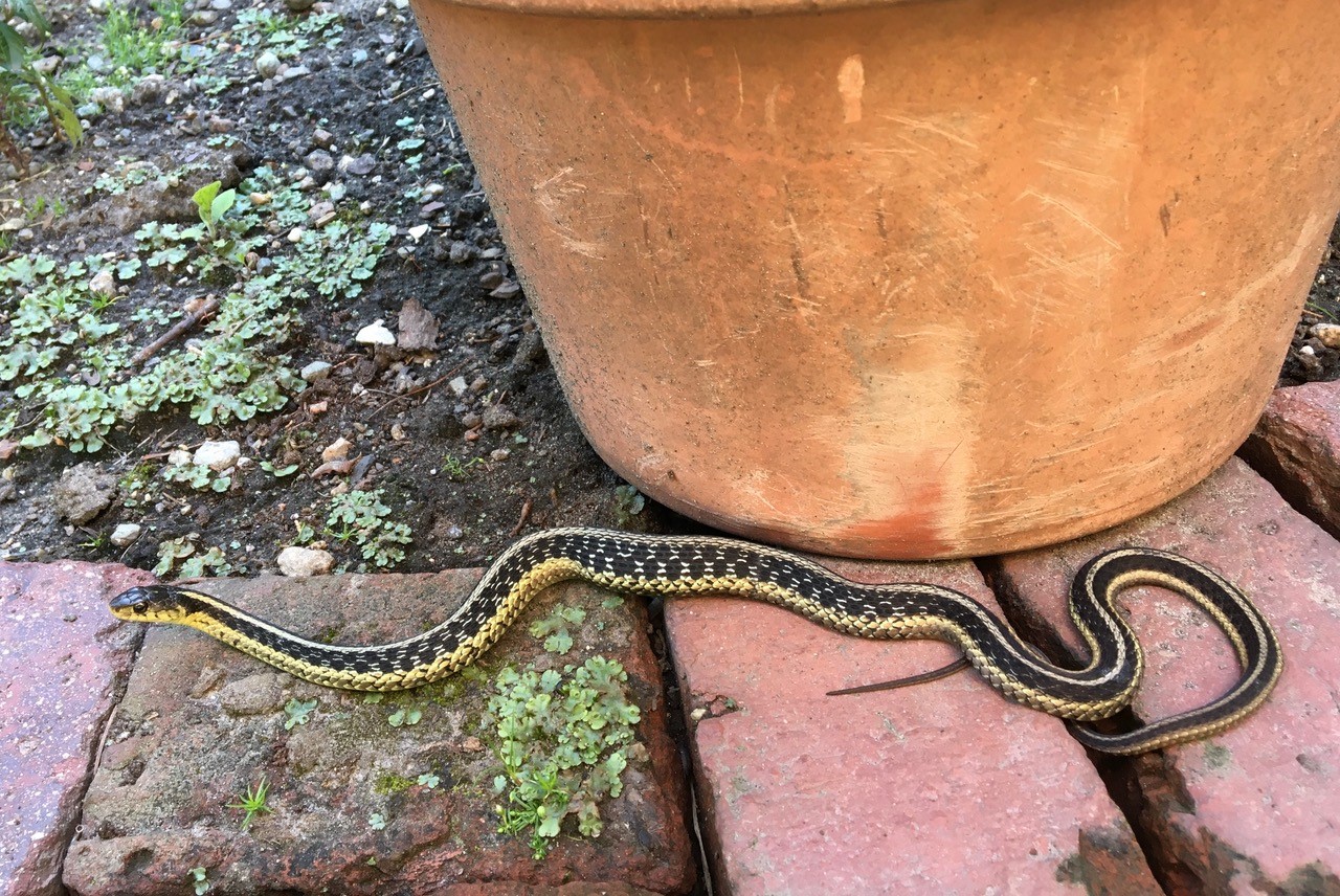 Garter snake