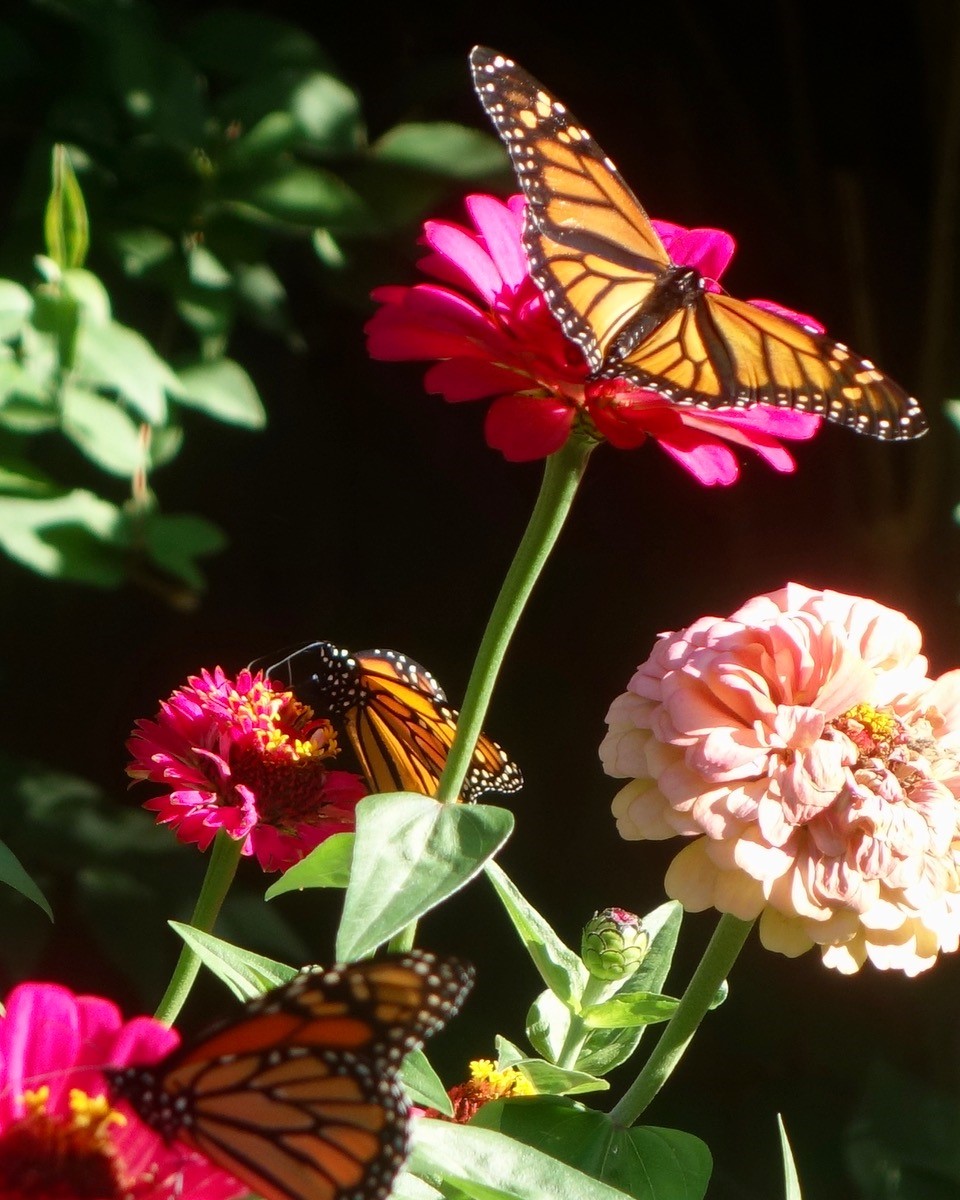 Monarch butterflies on zinnias