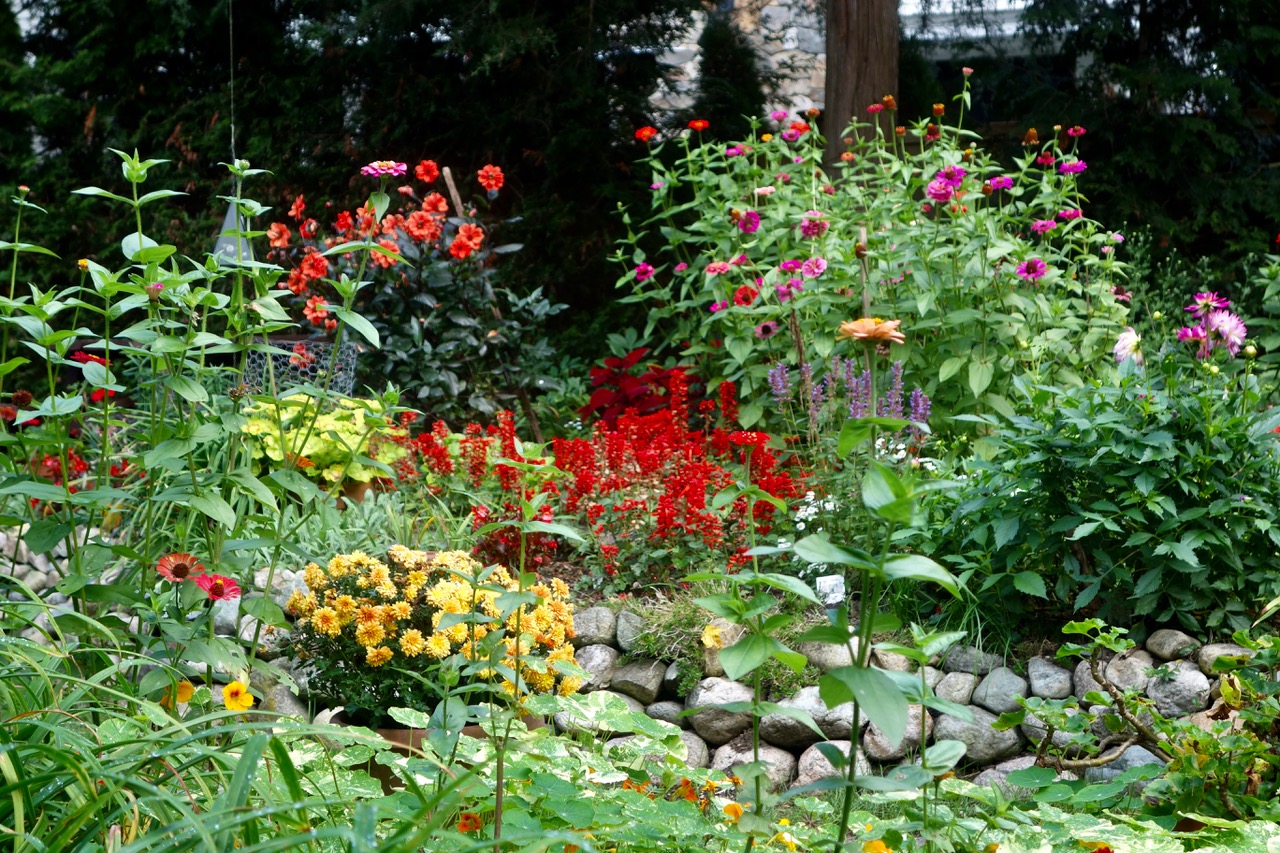 burgundy coleus, red-orange dahlia and red salvia