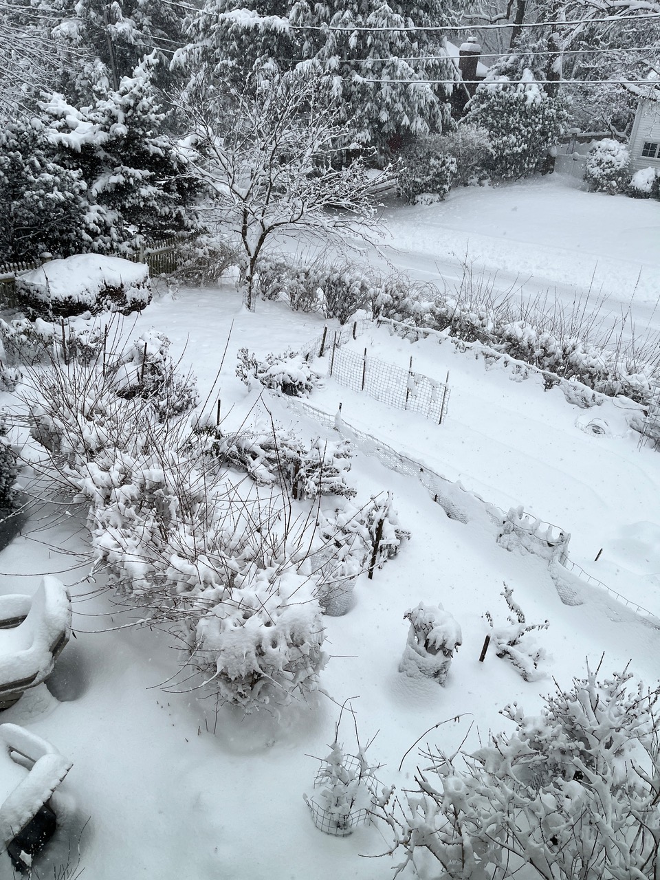 the garden is covered with a blanket of eight inches of snow