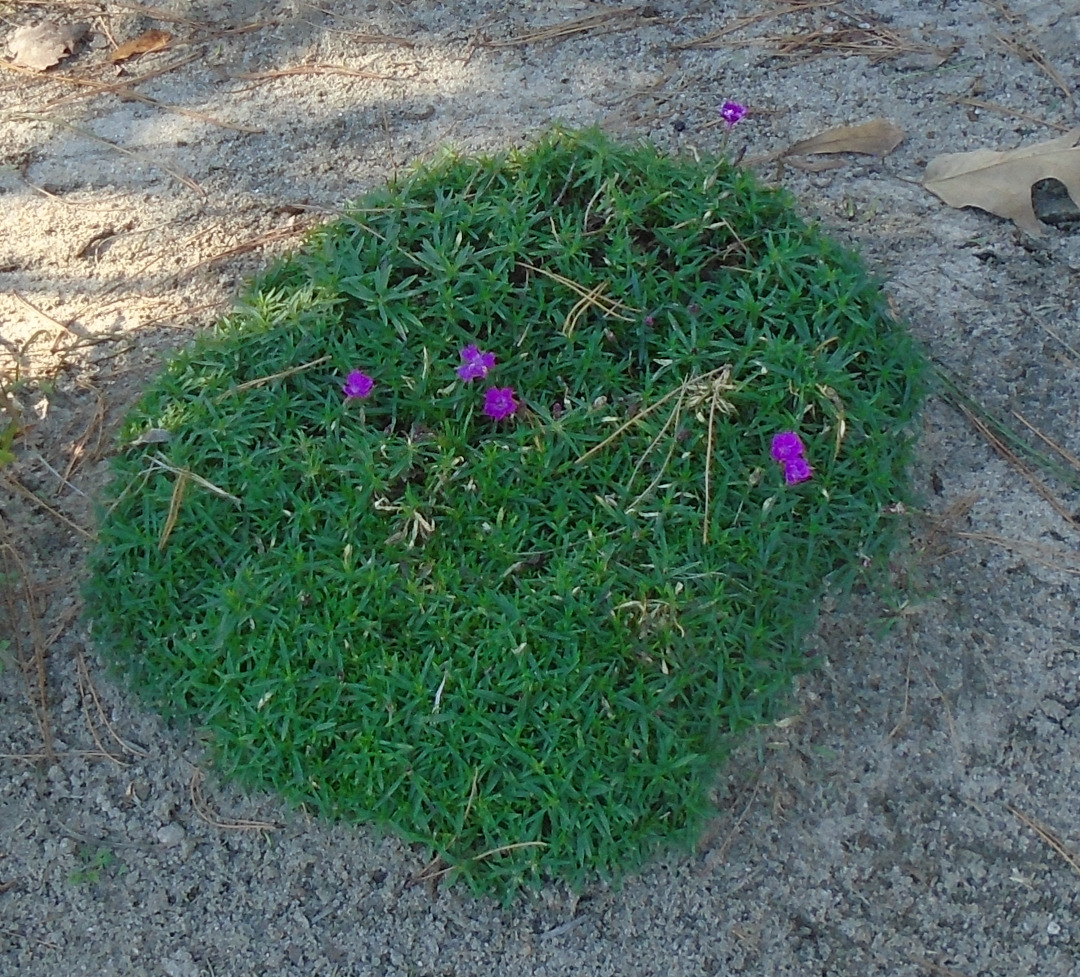 Dianthus