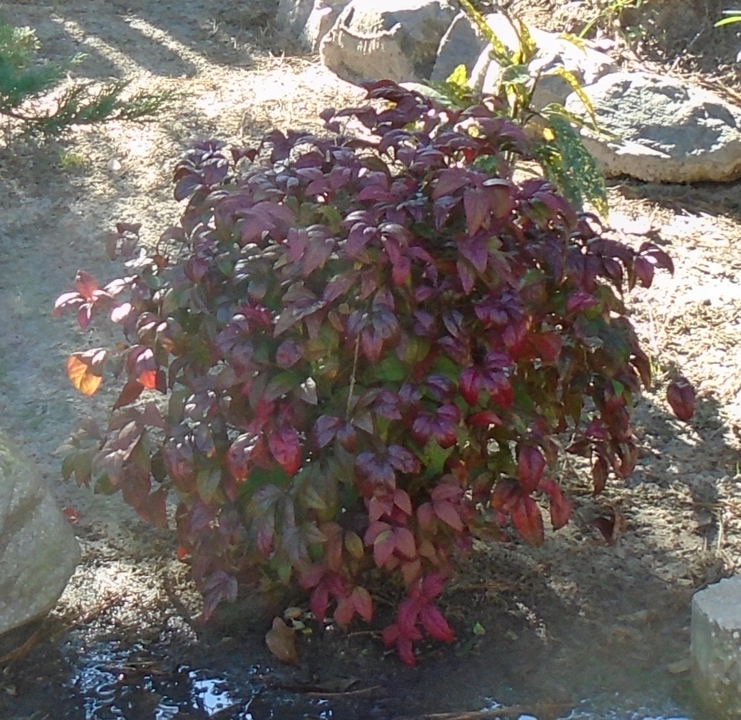 Nandina, Big Blue liriope and boxwood