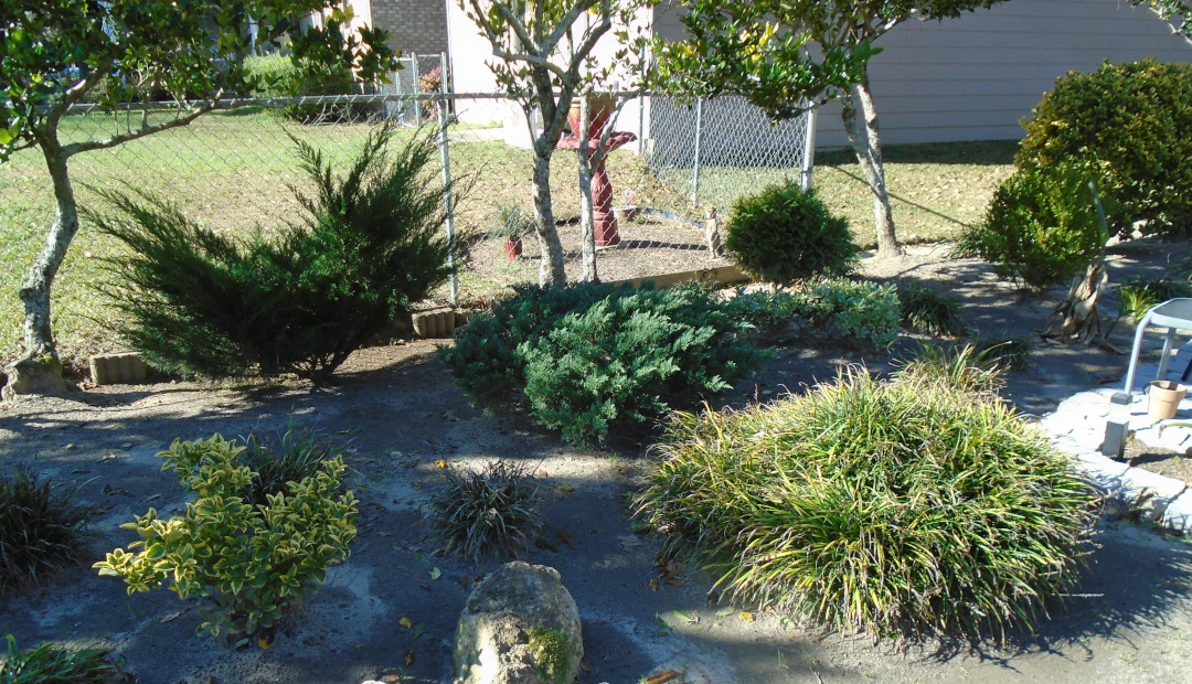 Ligustrum shrubs, euonymus, arborvitae, two species of Juniper, grasses and liriope