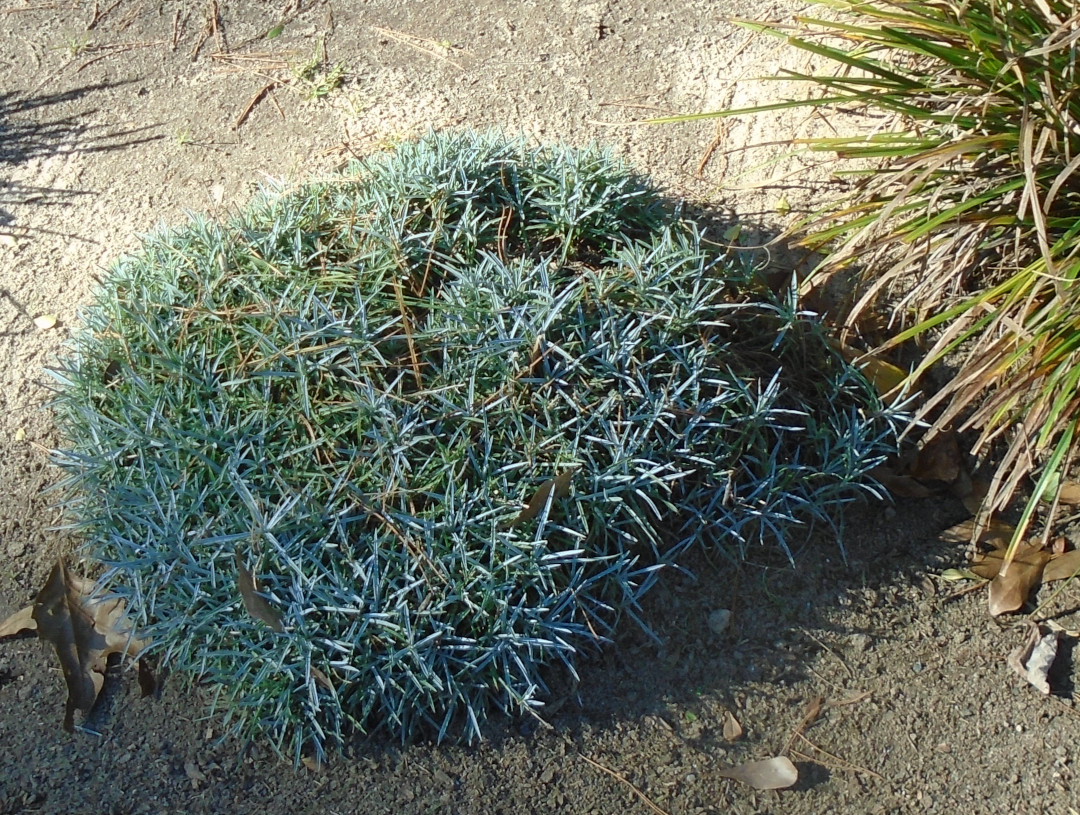 Dianthus foliage