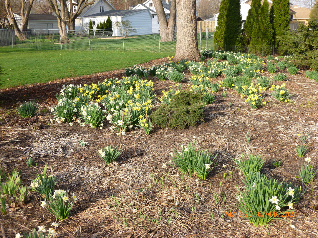 daffodils