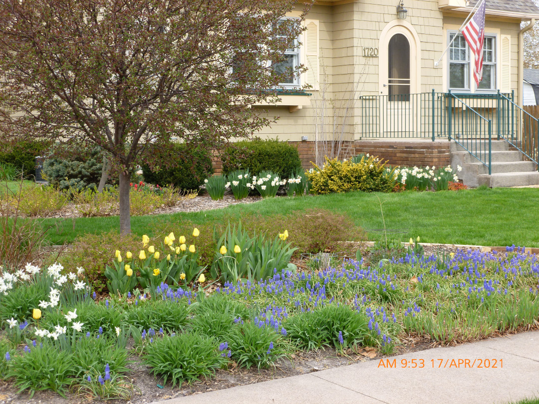 Daffodils are joined by tulips and grape hyacinths