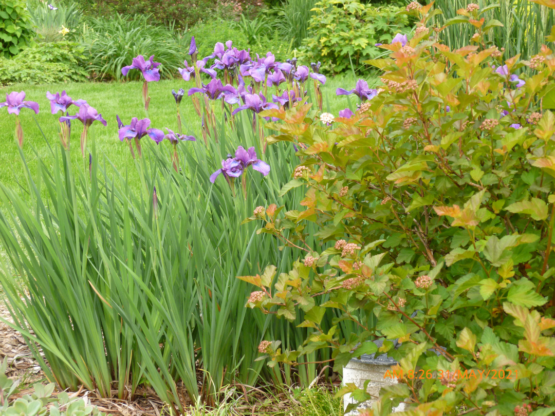 Siberian irises